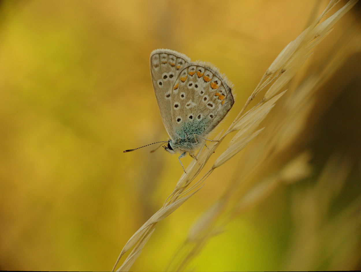 Nazwa:  07.jpg
Wyświetleń: 604
Rozmiar:  581,6 KB