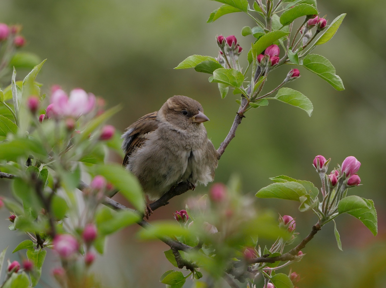 Nazwa:  P1090259.JPG
Wyświetleń: 575
Rozmiar:  557,7 KB