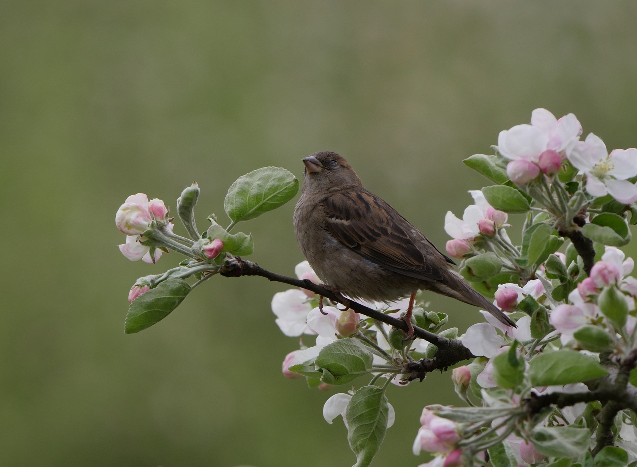 Nazwa:  P1090265.JPG
Wyświetleń: 572
Rozmiar:  486,3 KB