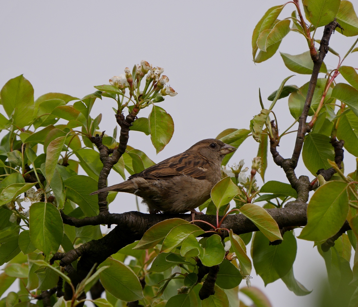Nazwa:  P1090271.JPG
Wyświetleń: 572
Rozmiar:  623,5 KB