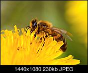 Kliknij obrazek, aby uzyskać większą wersję

Nazwa:	P5010448-Edit-Edit (Large).jpg
Wyświetleń:	101
Rozmiar:	230,4 KB
ID:	190483