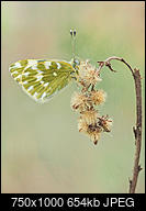 Kliknij obrazek, aby uzyskać większą wersję

Nazwa:	motylos_gimp_3_2_1000_1.jpg
Wyświetleń:	102
Rozmiar:	653,7 KB
ID:	190511