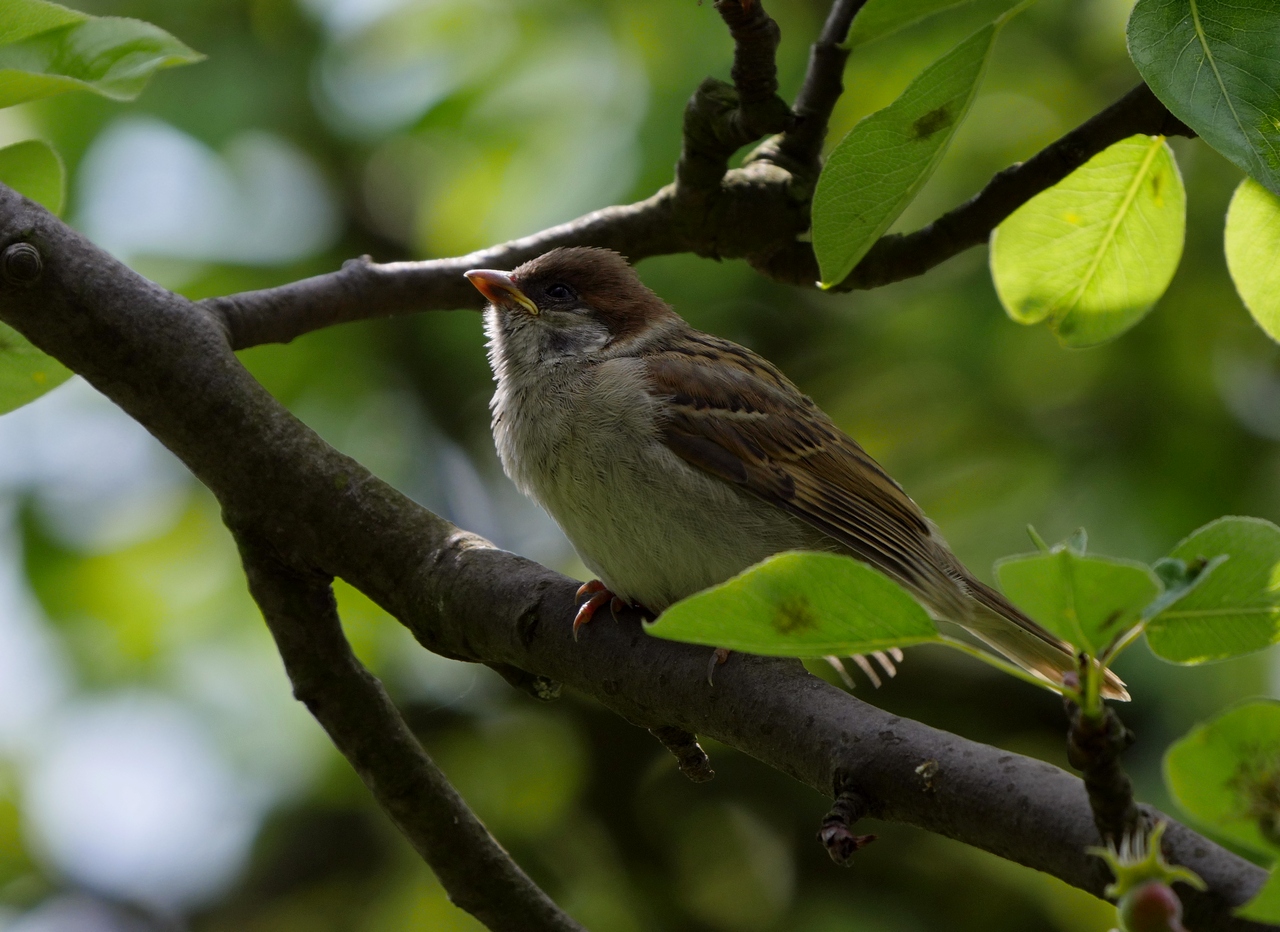 Nazwa:  P1090812.JPG
Wyświetleń: 483
Rozmiar:  529,6 KB