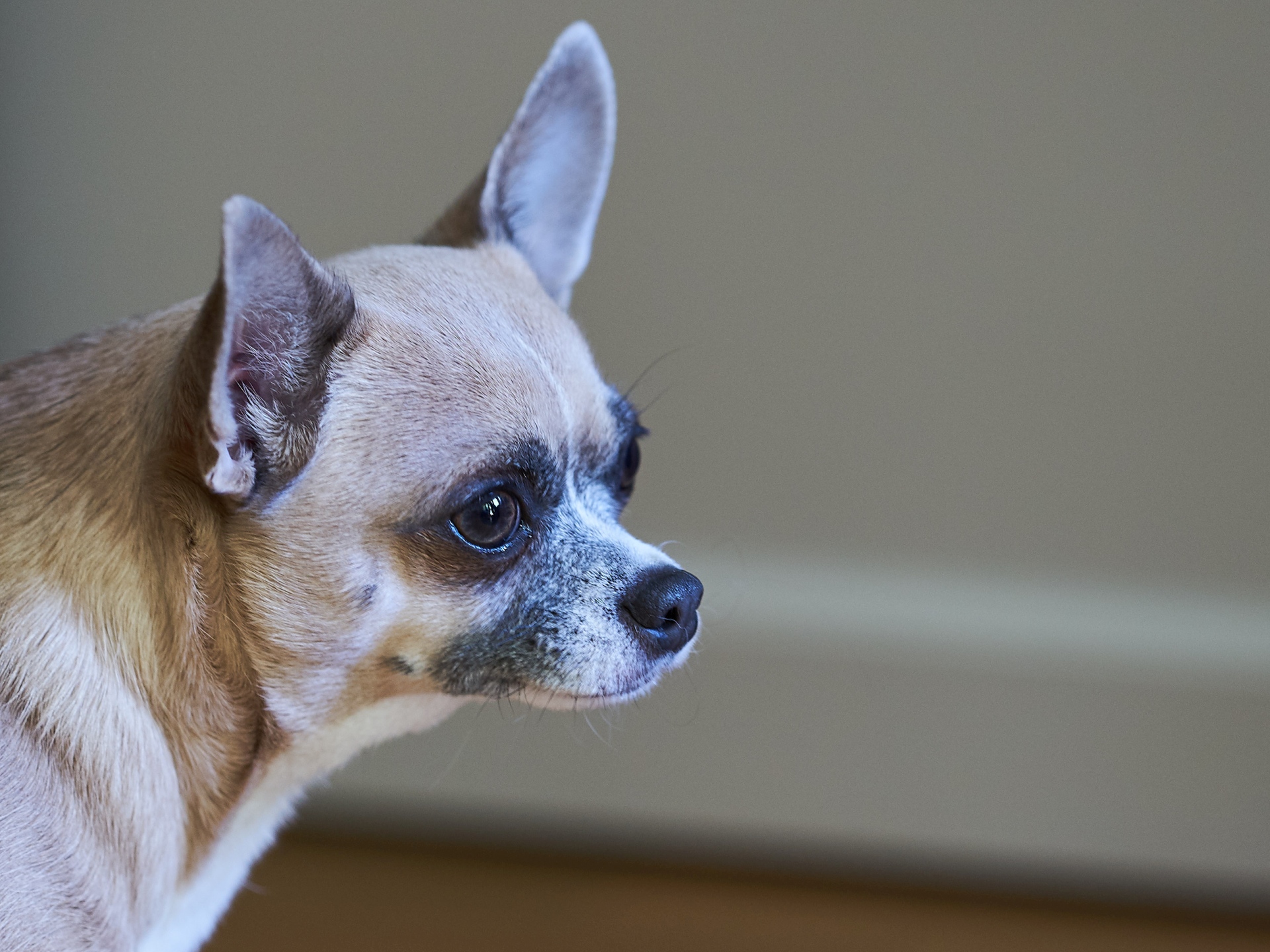 Nazwa:  DSC00005.jpg
Wyświetleń: 97
Rozmiar:  903,9 KB