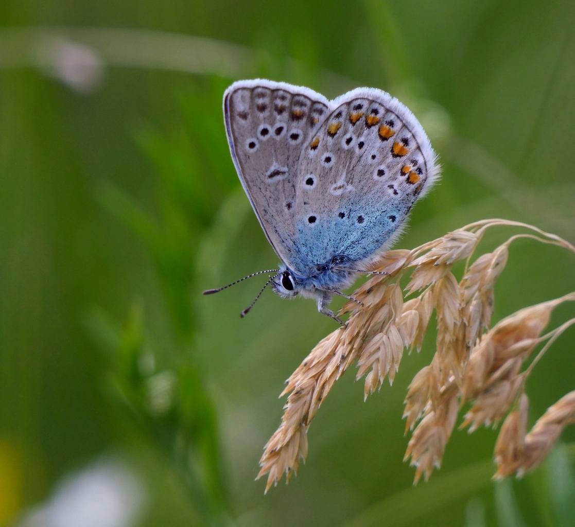 Nazwa:  P1100798.JPG
Wyświetleń: 443
Rozmiar:  525,8 KB