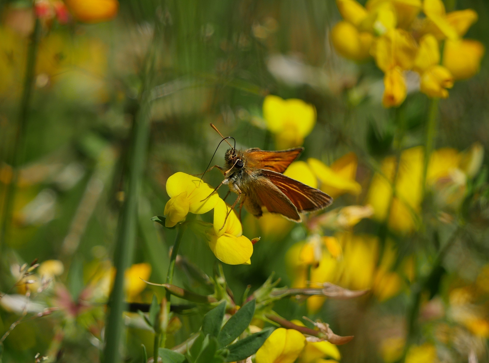 Nazwa:  P1120310.JPG
Wyświetleń: 450
Rozmiar:  732,4 KB