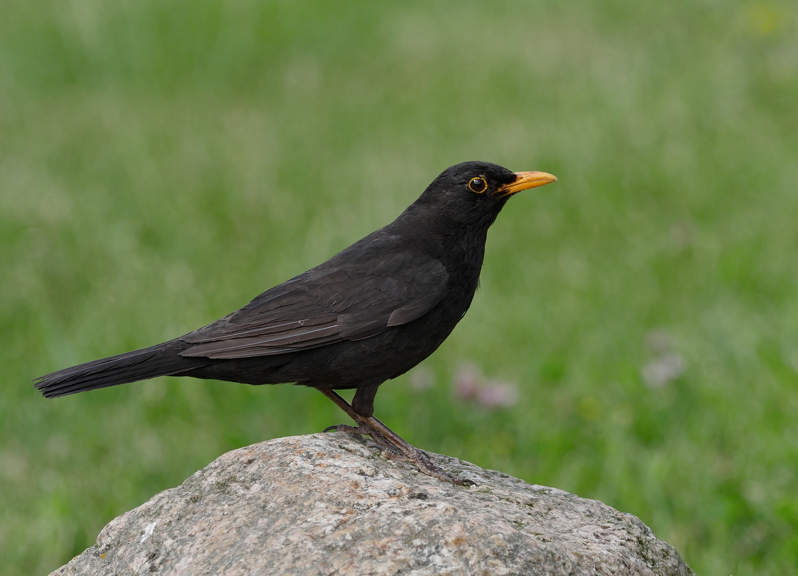 Nazwa:  P1120599.JPG
Wyświetleń: 287
Rozmiar:  792,4 KB