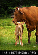 Kliknij obrazek, aby uzyskać większą wersję

Nazwa:	P6110424_a1.jpg
Wyświetleń:	91
Rozmiar:	546,7 KB
ID:	191966