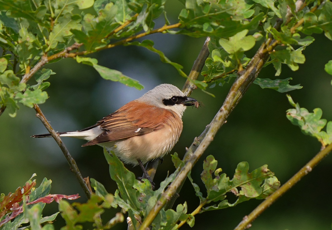 Nazwa:  P1130242.JPG
Wyświetleń: 312
Rozmiar:  549,1 KB