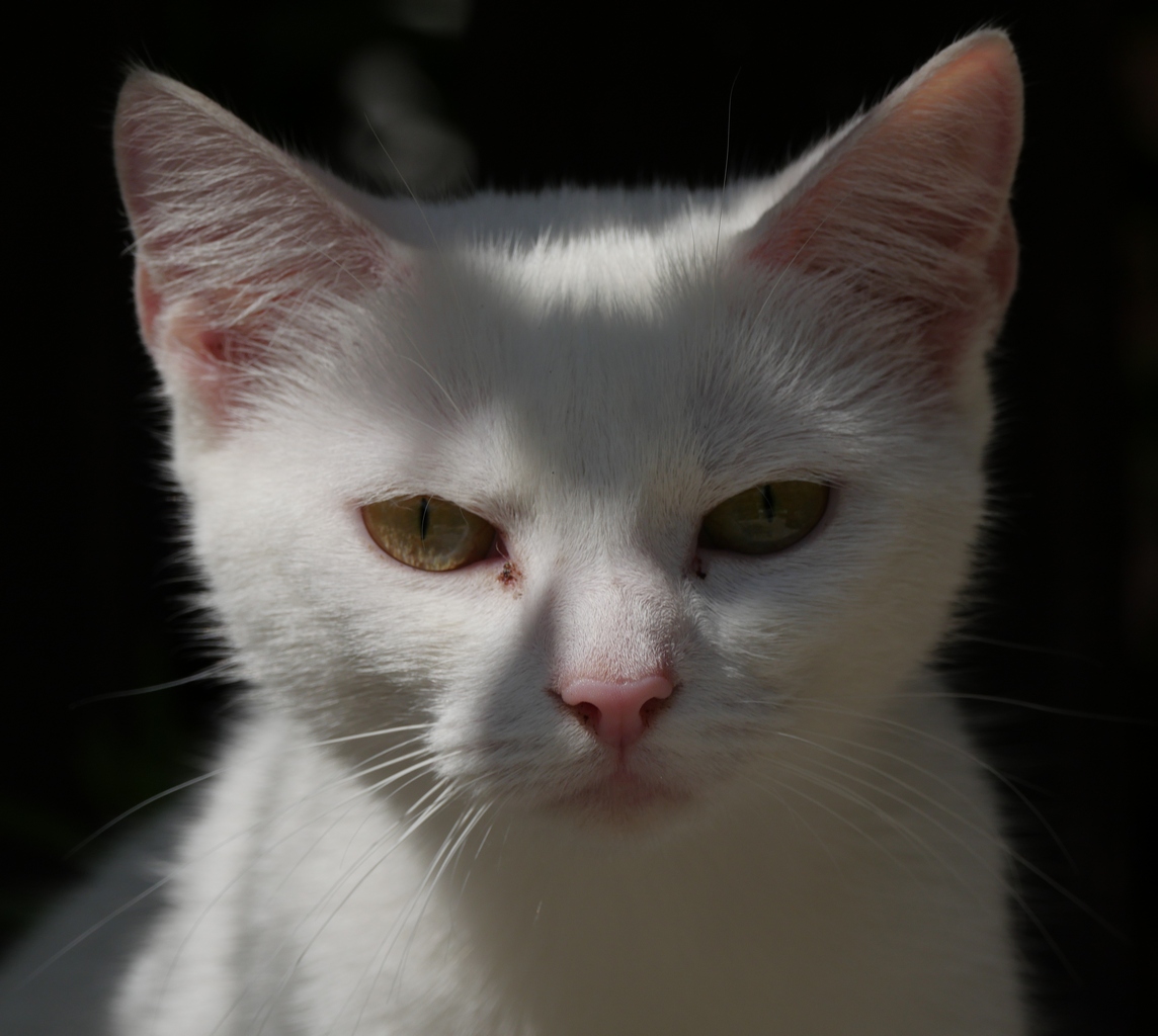 Nazwa:  P1120557.JPG
Wyświetleń: 159
Rozmiar:  350,8 KB