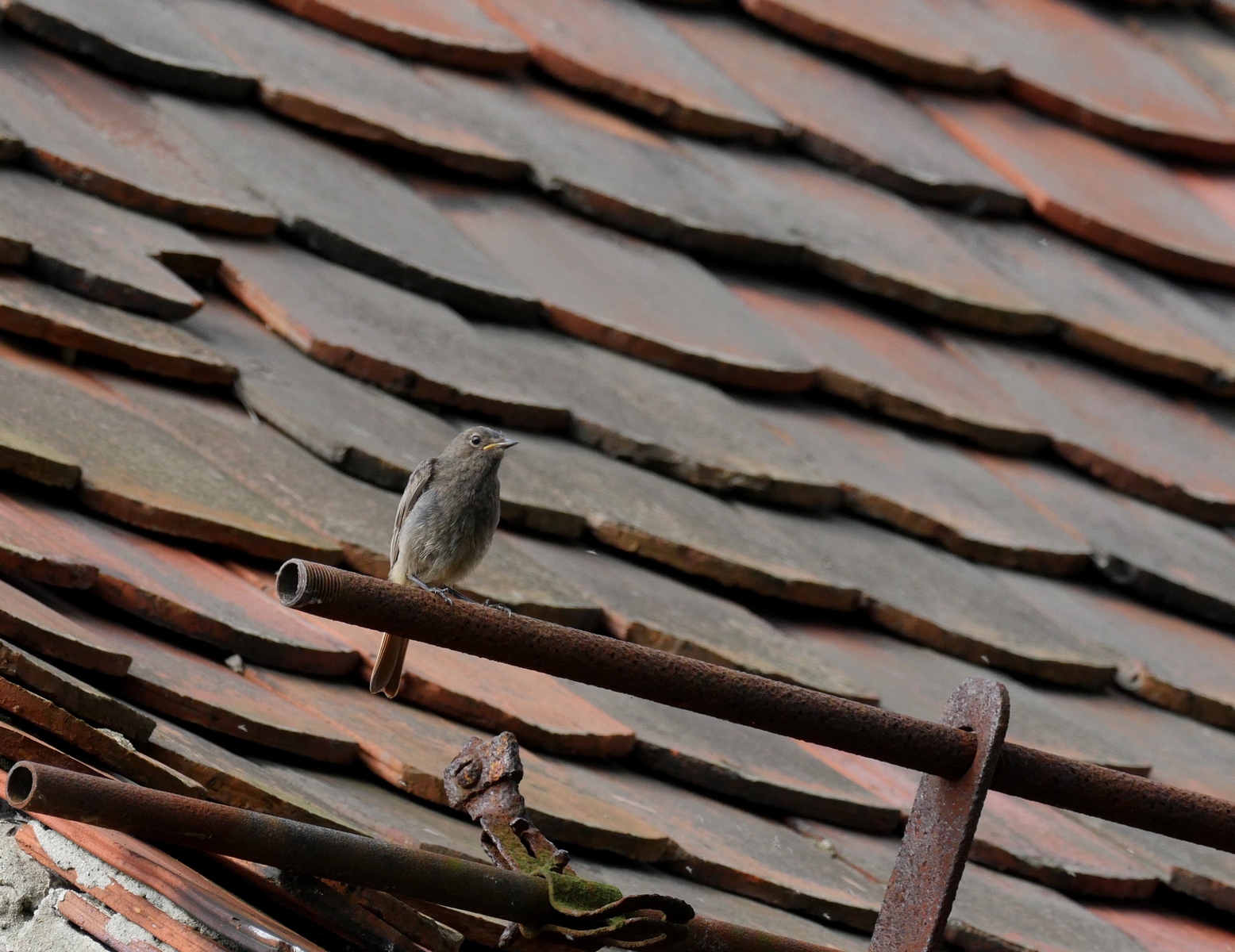 Nazwa:  P1130430.JPG
Wyświetleń: 158
Rozmiar:  896,1 KB