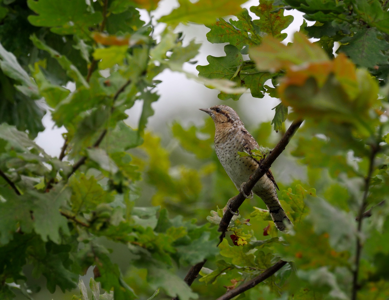 Nazwa:  P1140500.JPG
Wyświetleń: 220
Rozmiar:  857,9 KB