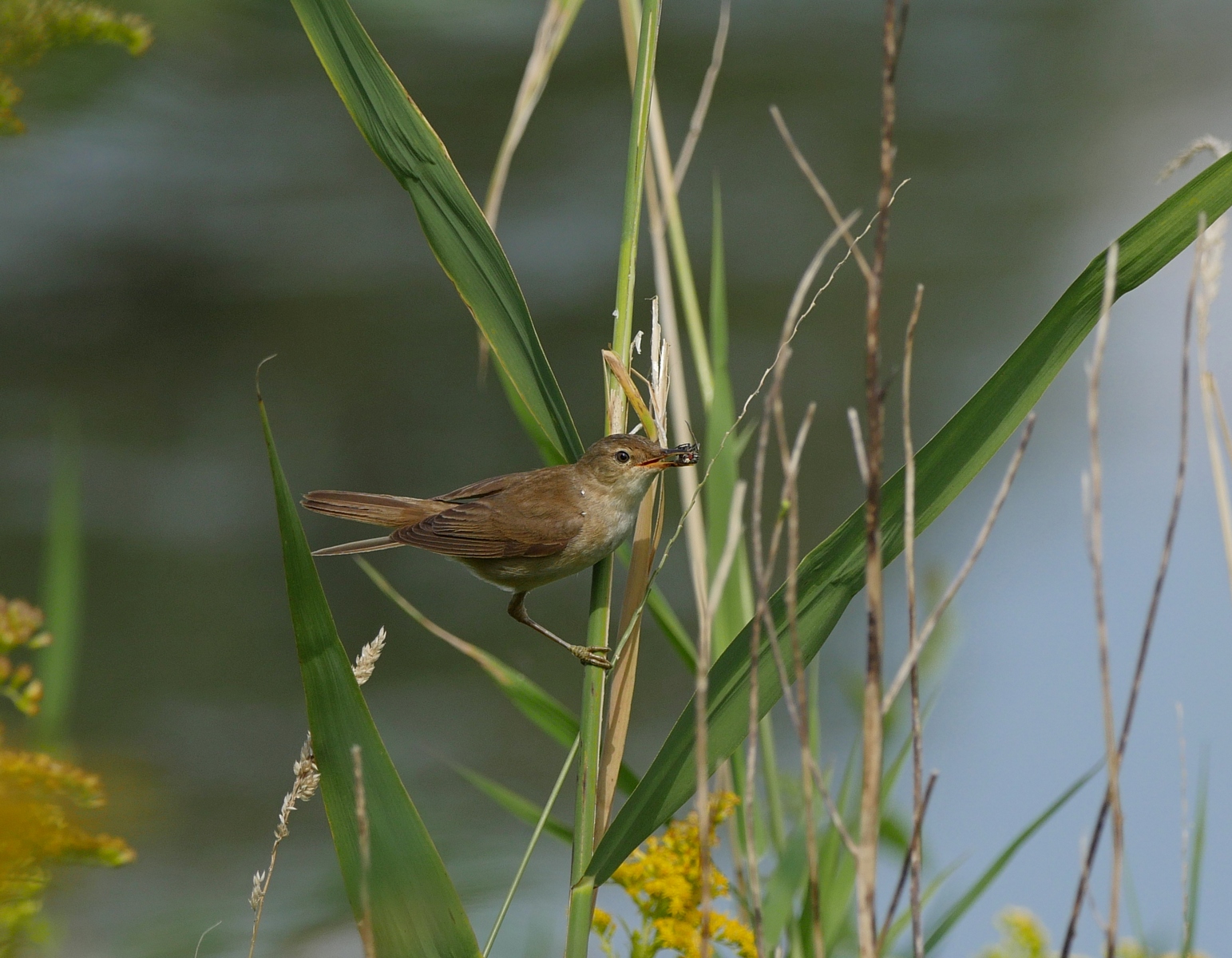 Nazwa:  P1140744.JPG
Wyświetleń: 174
Rozmiar:  776,9 KB