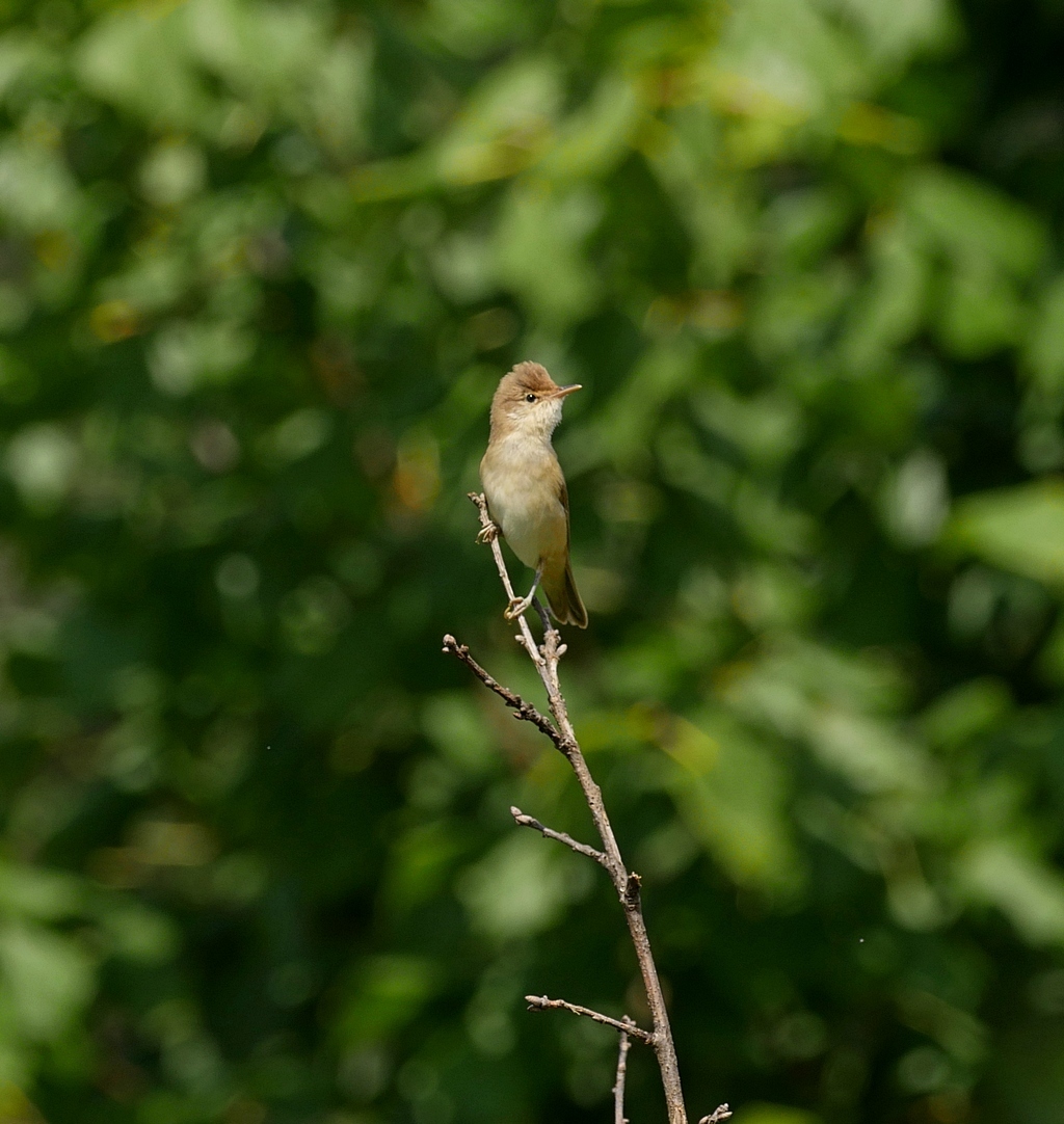 Nazwa:  P1140687.JPG
Wyświetleń: 190
Rozmiar:  500,5 KB