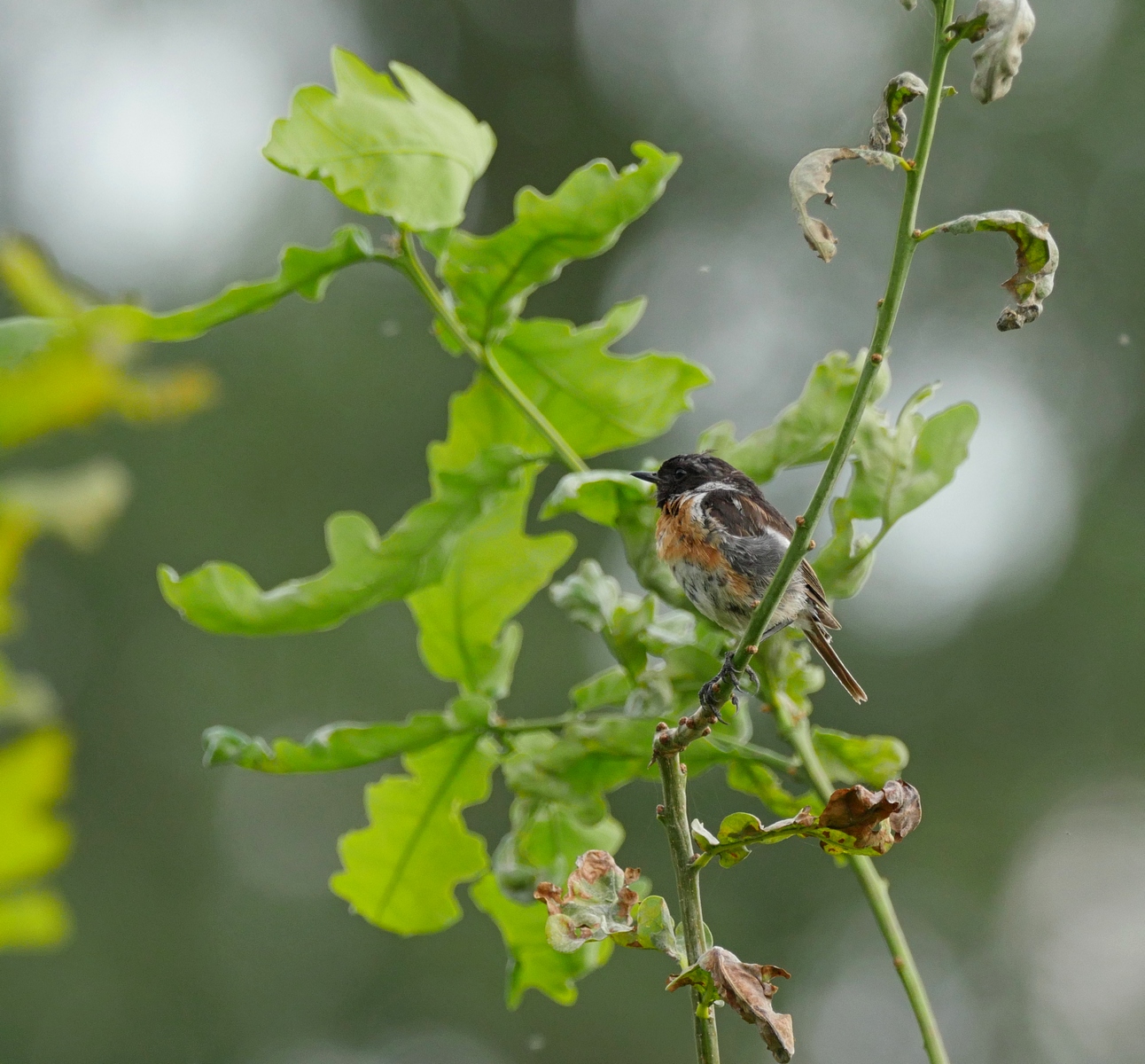 Nazwa:  P1140598.JPG
Wyświetleń: 171
Rozmiar:  704,7 KB