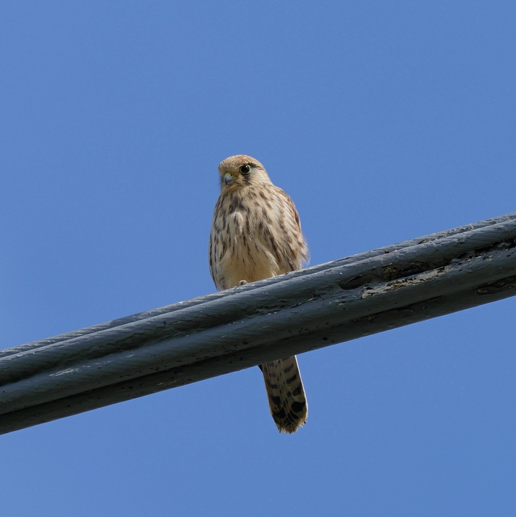 Nazwa:  P1140589.JPG
Wyświetleń: 180
Rozmiar:  367,7 KB