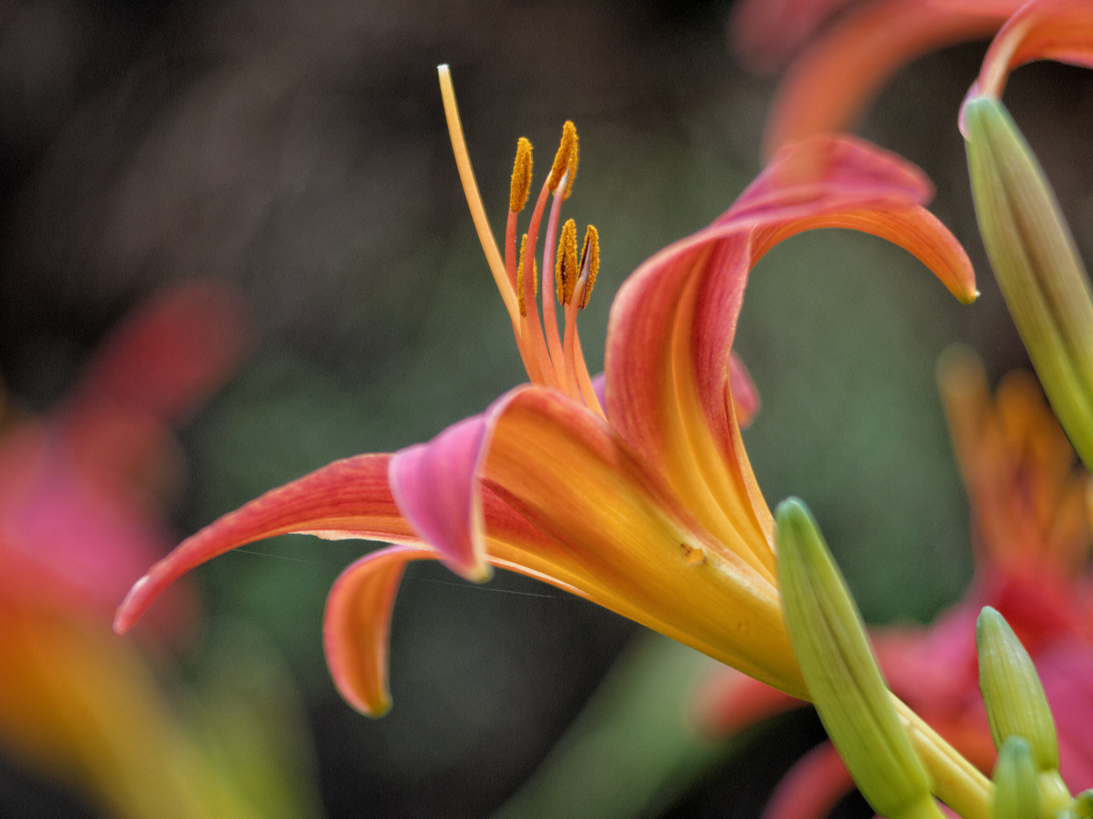 Nazwa:  DC164776_DxO.jpg
Wyświetleń: 126
Rozmiar:  407,0 KB