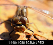 Kliknij obrazek, aby uzyskać większą wersję

Nazwa:	P9300458-2.jpg
Wyświetleń:	109
Rozmiar:	602,7 KB
ID:	194734