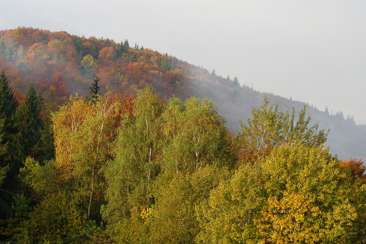 Nazwa:  K2010796.JPG
Wyświetleń: 158
Rozmiar:  457,0 KB