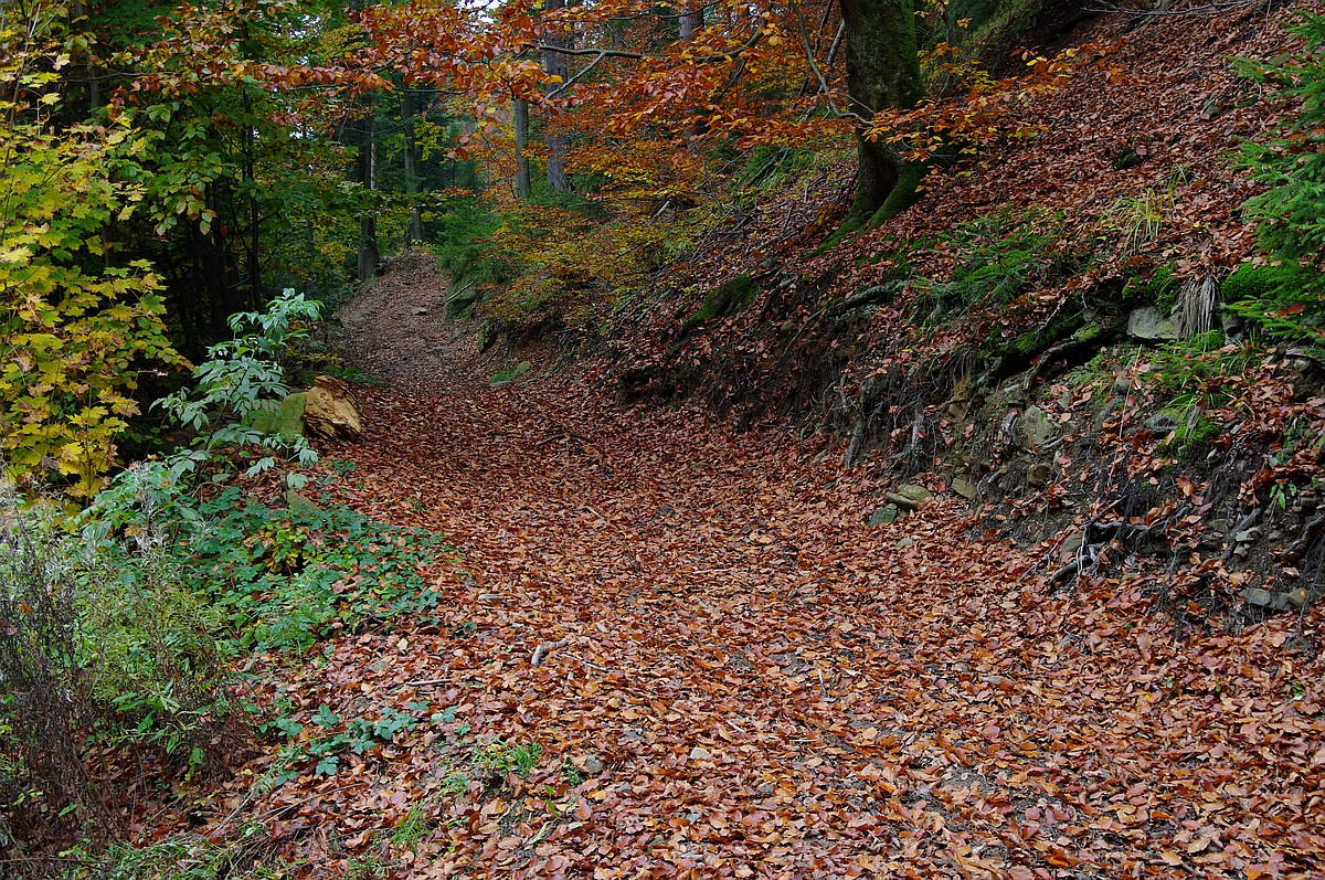 Nazwa:  K2010965.JPG
Wyświetleń: 158
Rozmiar:  700,3 KB