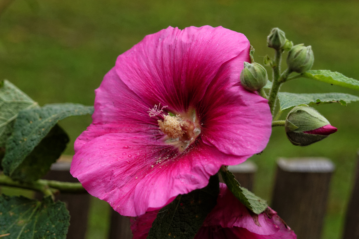 Nazwa:  PA218919_DxO.jpg
Wyświetleń: 110
Rozmiar:  445,3 KB