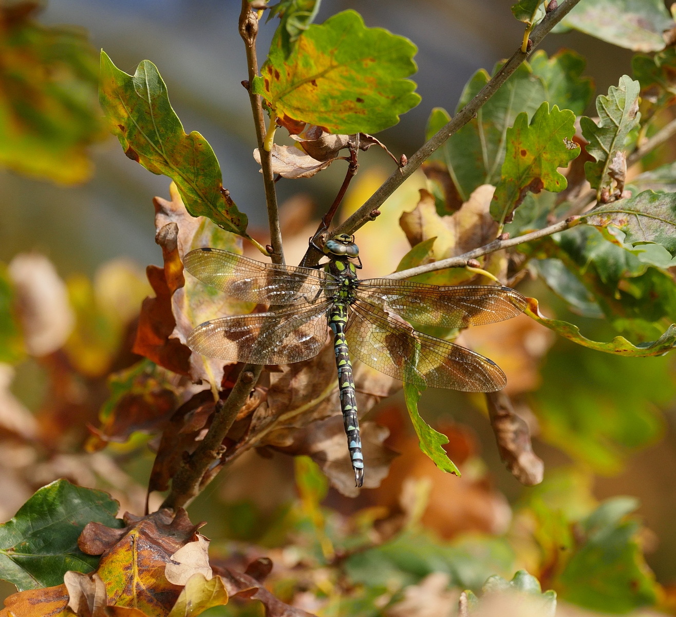 Nazwa:  P1170619.JPG
Wyświetleń: 146
Rozmiar:  881,9 KB