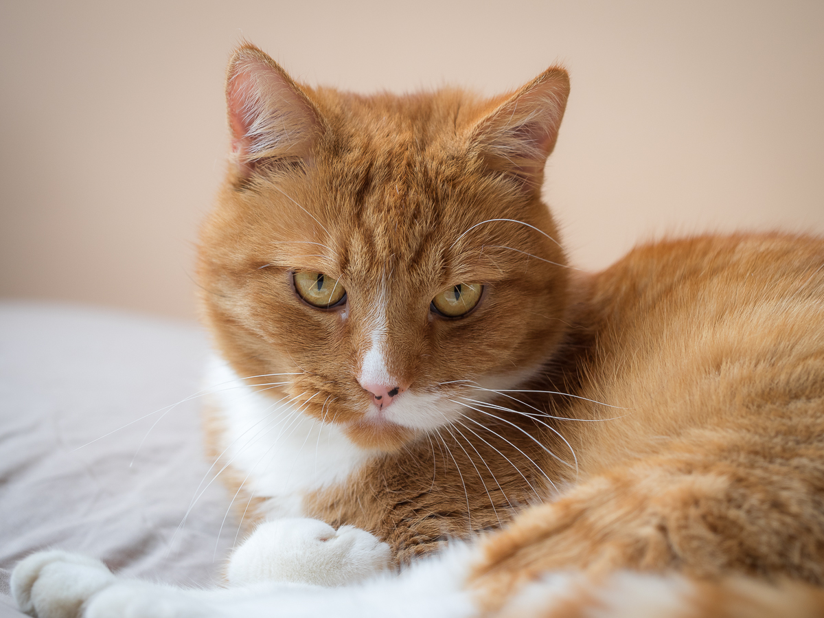 Nazwa:  PA270020.jpg
Wyświetleń: 194
Rozmiar:  699,6 KB