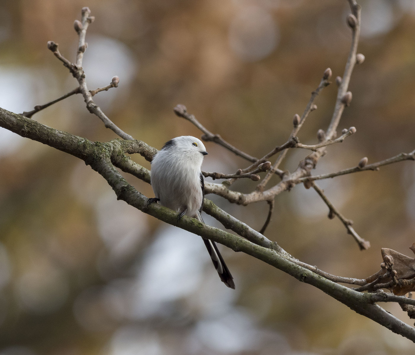 Nazwa:  raniuszek23.JPG
Wyświetleń: 223
Rozmiar:  297,2 KB