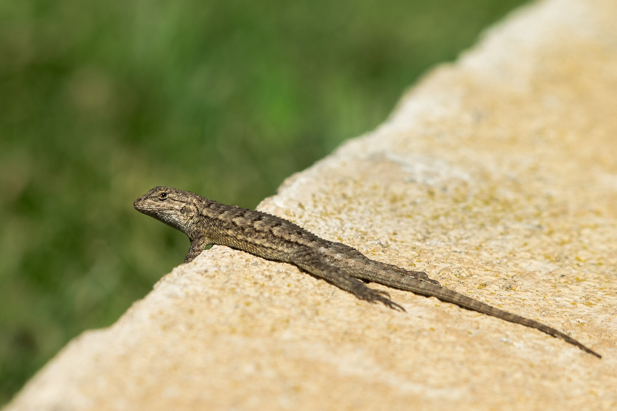 Nazwa:  P9271361.jpg
Wyświetleń: 193
Rozmiar:  572,6 KB