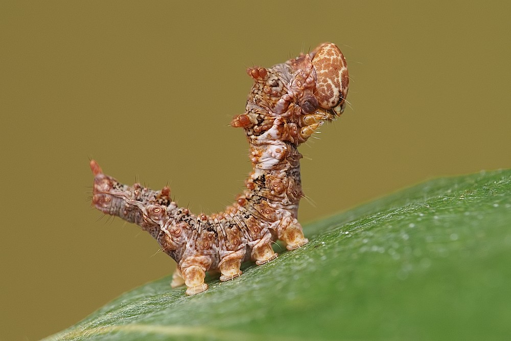 Nazwa:  wycinka28225l.jpg
Wyświetleń: 322
Rozmiar:  113,6 KB