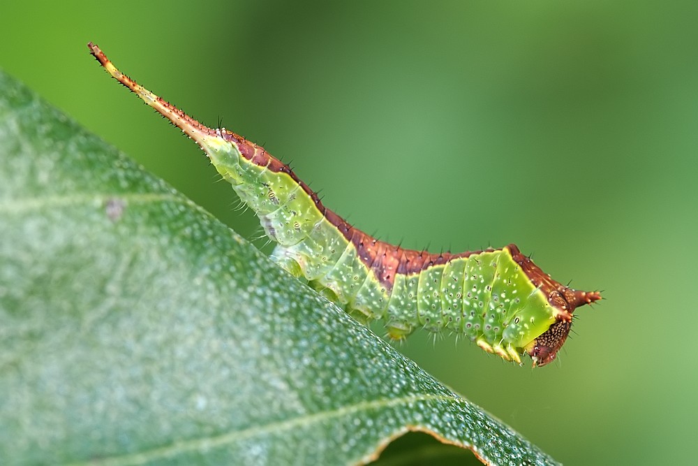 Nazwa:  widlogonka26495lf.jpg
Wyświetleń: 278
Rozmiar:  110,8 KB