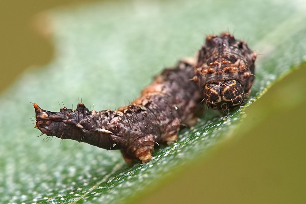 Nazwa:  wycinka23942lf.jpg
Wyświetleń: 279
Rozmiar:  111,0 KB