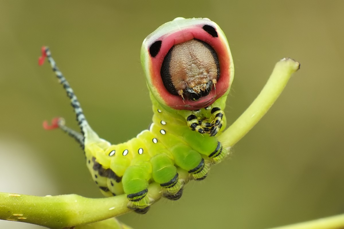 Nazwa:  widlogonka052506scf.jpg
Wyświetleń: 539
Rozmiar:  119,6 KB