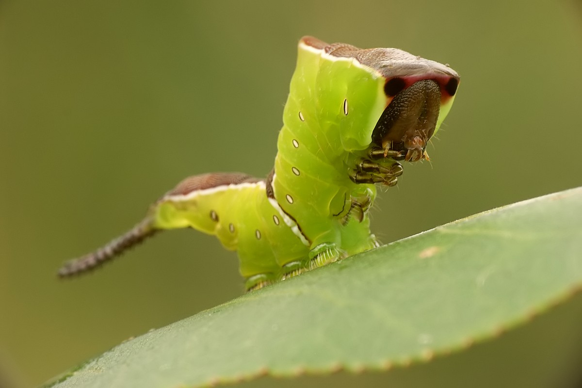 Nazwa:  widlogonka4319mf.jpg
Wyświetleń: 282
Rozmiar:  90,0 KB
