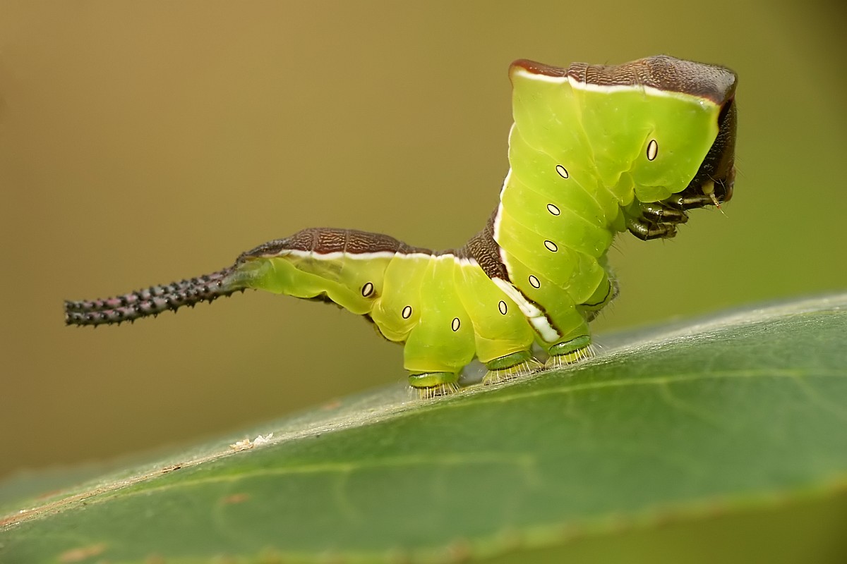 Nazwa:  widlogonka4377mf.jpg
Wyświetleń: 267
Rozmiar:  112,4 KB