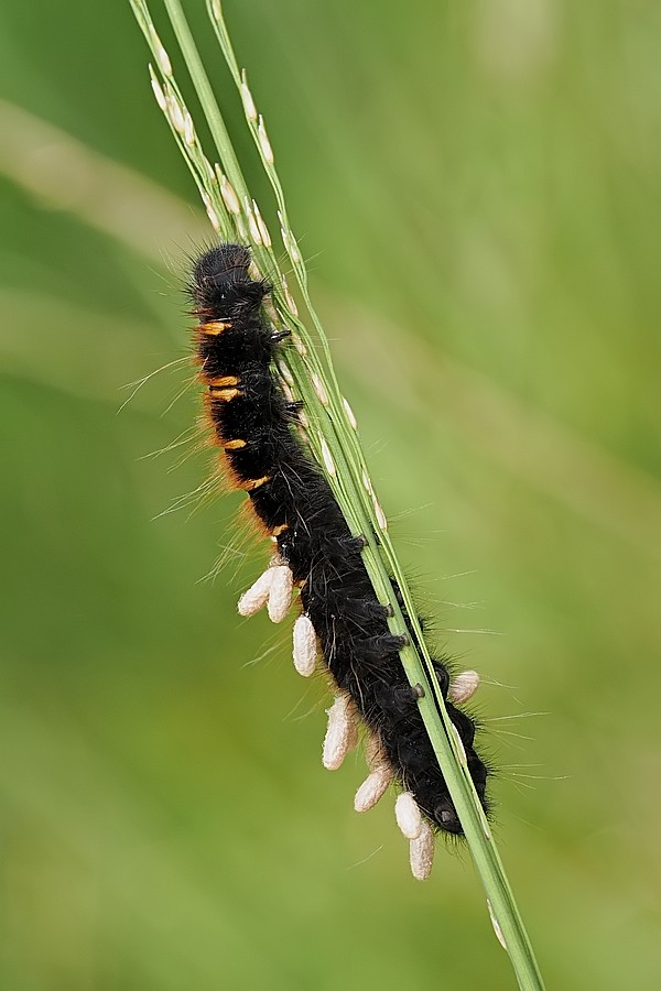 Nazwa:  gasienica23987lf.jpg
Wyświetleń: 257
Rozmiar:  85,1 KB