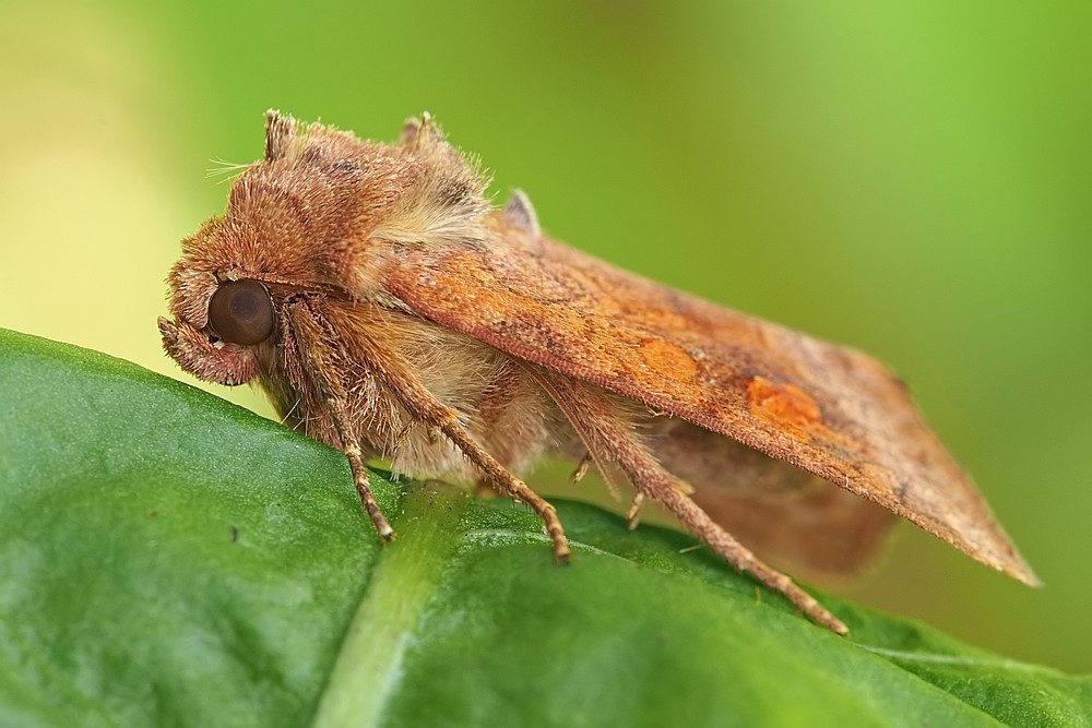 Nazwa:  cma24196lf.jpg
Wyświetleń: 287
Rozmiar:  131,7 KB