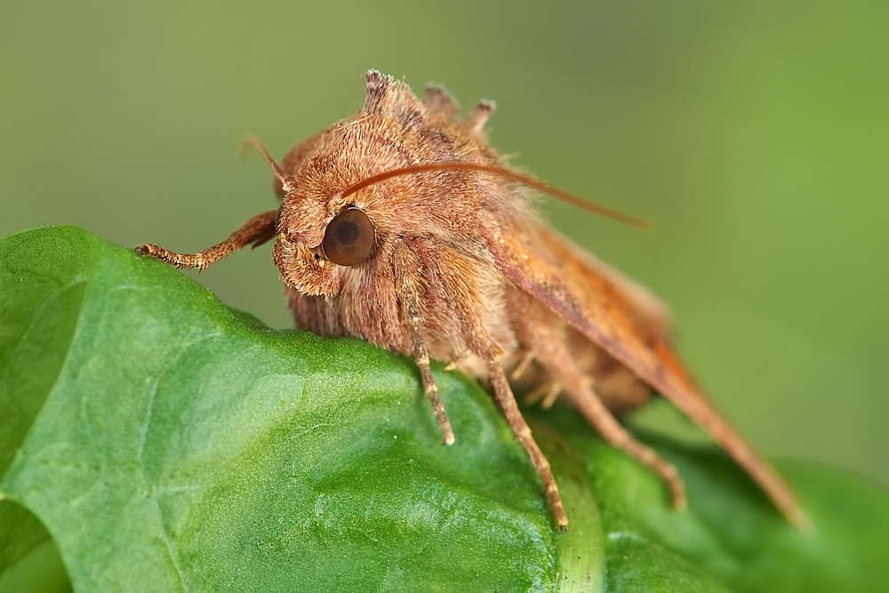 Nazwa:  cma24094lf.jpg
Wyświetleń: 289
Rozmiar:  131,3 KB