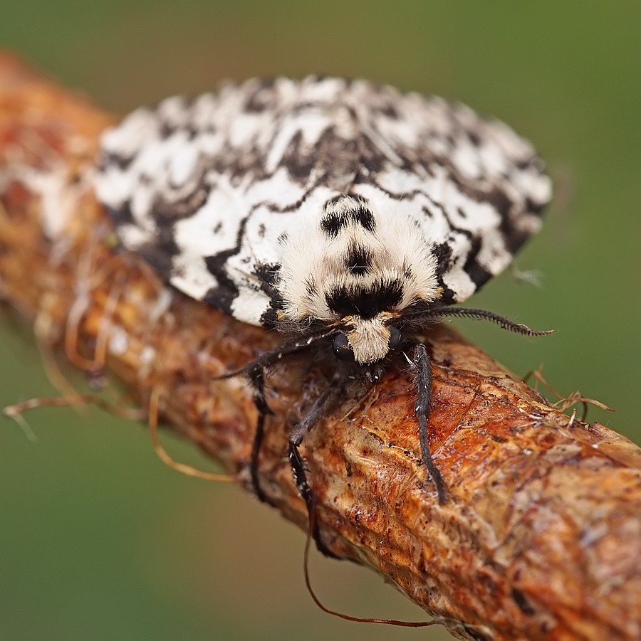 Nazwa:  cma27472lf.jpg
Wyświetleń: 290
Rozmiar:  158,3 KB