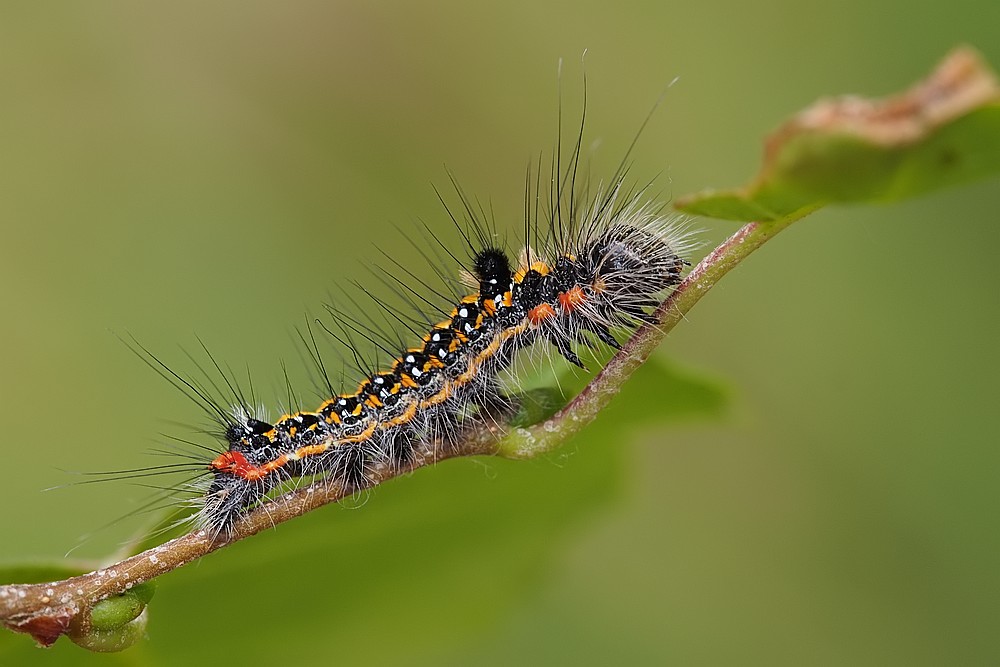 Nazwa:  gasienica29169lf.jpg
Wyświetleń: 239
Rozmiar:  105,7 KB