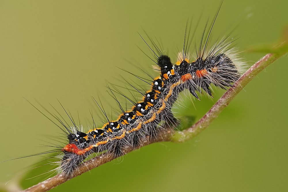 Nazwa:  gasienica29142lf.jpg
Wyświetleń: 229
Rozmiar:  124,2 KB