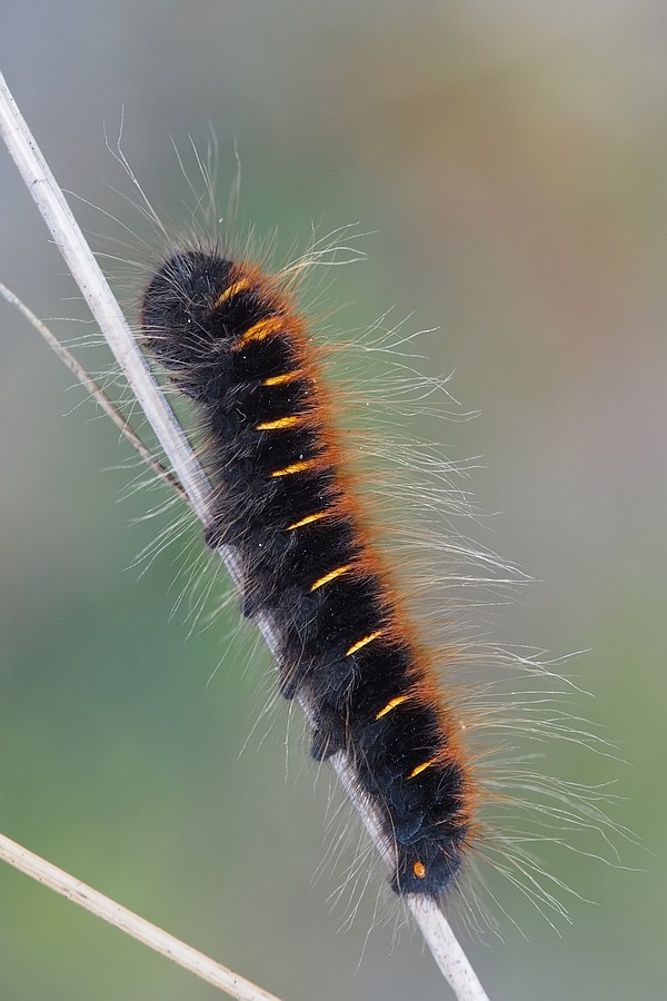 Nazwa:  gasienica24265lf.jpg
Wyświetleń: 221
Rozmiar:  99,9 KB