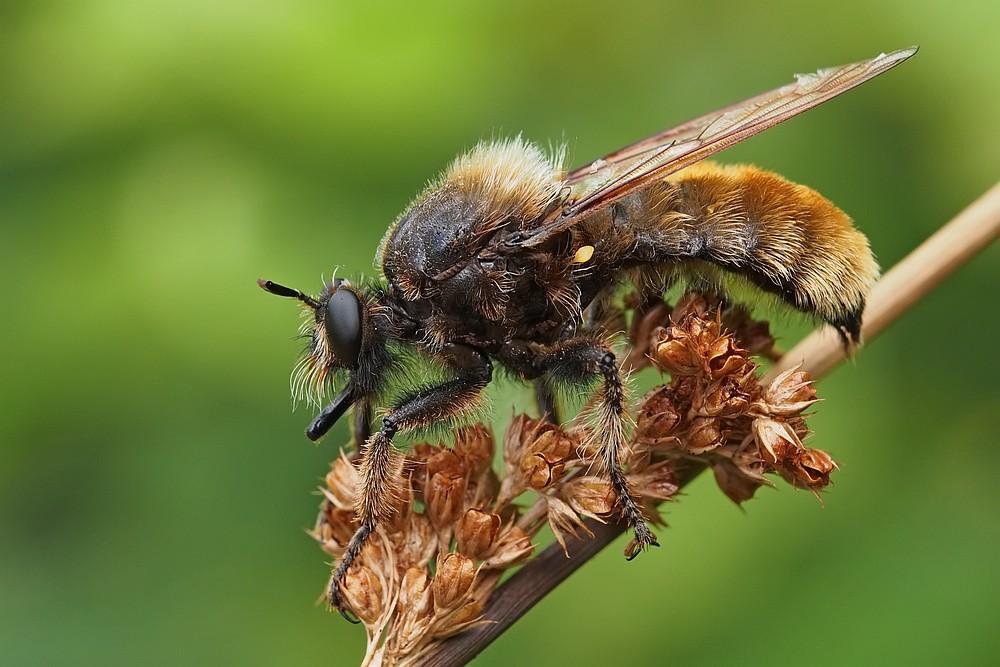 Nazwa:  wierzcholowka28566lf.jpg
Wyświetleń: 193
Rozmiar:  146,6 KB