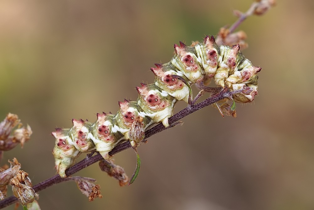 Nazwa:  gasienica31573lf.jpg
Wyświetleń: 153
Rozmiar:  109,6 KB