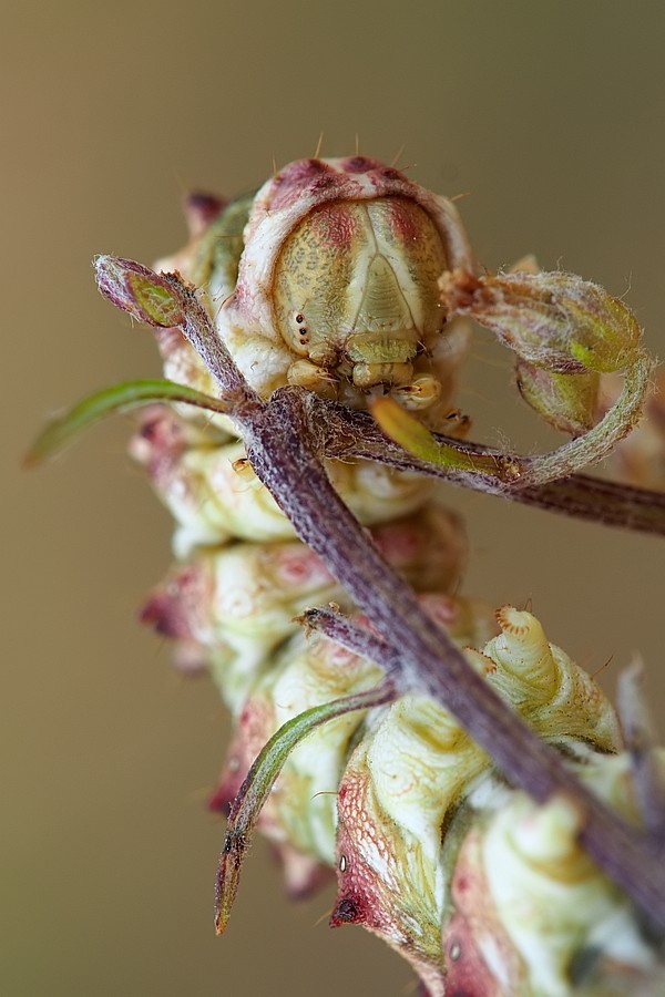 Nazwa:  gasienica31650lf.jpg
Wyświetleń: 149
Rozmiar:  100,0 KB