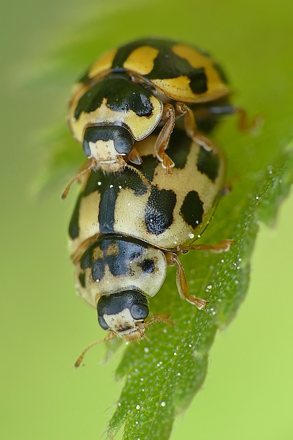 Nazwa:  wrzeciazki07274cf.jpg
Wyświetleń: 201
Rozmiar:  96,8 KB