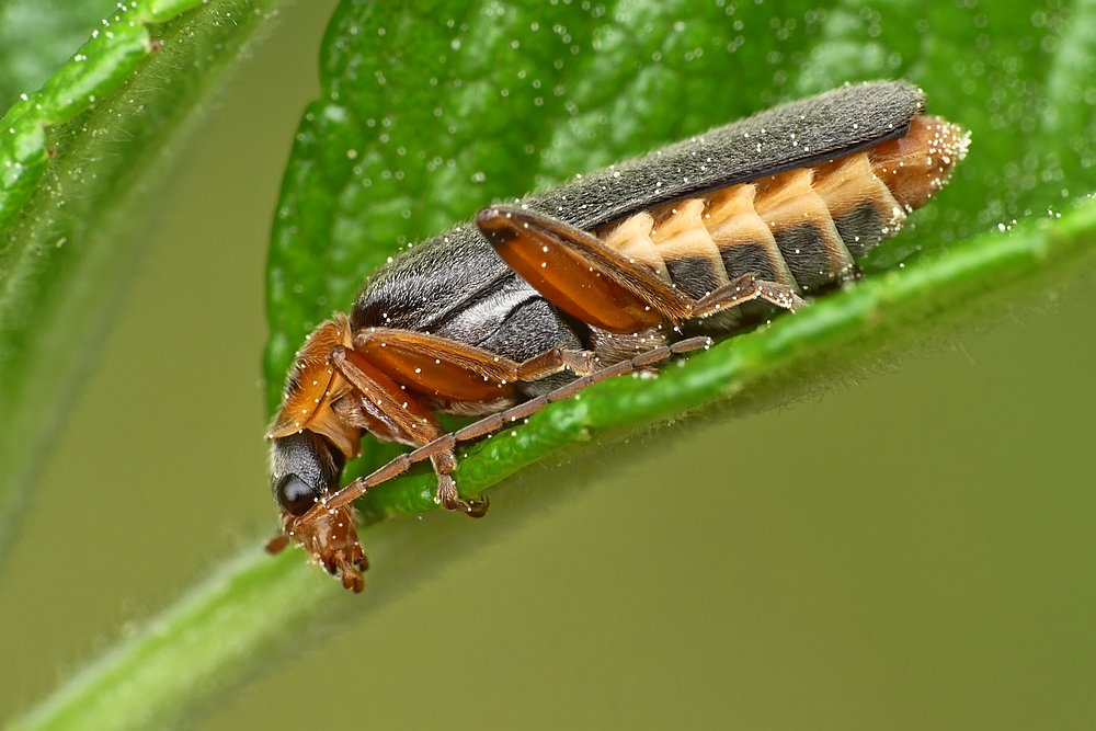 Nazwa:  omomilek07305cf.jpg
Wyświetleń: 200
Rozmiar:  102,2 KB