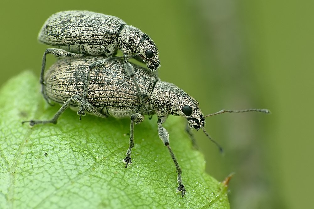 Nazwa:  opuchlaki07871cf.jpg
Wyświetleń: 202
Rozmiar:  131,7 KB