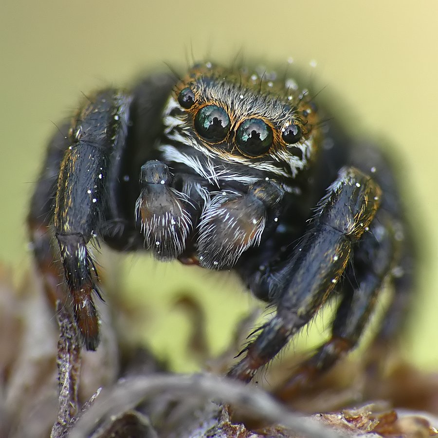 Nazwa:  skakun08243cf.jpg
Wyświetleń: 189
Rozmiar:  133,9 KB