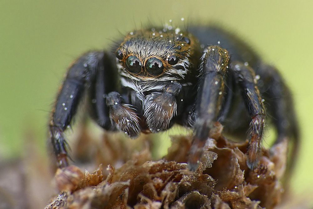 Nazwa:  skakun08229cf.jpg
Wyświetleń: 182
Rozmiar:  105,5 KB